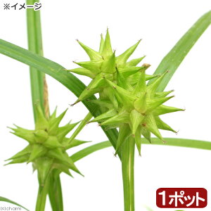 (山野草)イガグリスゲ(毬栗菅) 3号(1ポット)