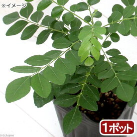（観葉植物）ハーブ苗　カレーリーフの苗　3号（1ポット）　家庭菜園