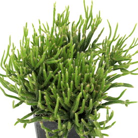 （観葉植物）リプサリス　プリスマチカ　3号（1鉢）