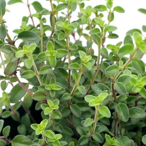 iϗtAjn[uc@^C@N[sO@3i1|bgj@ƒ؉@