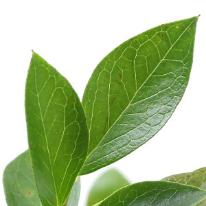 �i�ϗt�A���j�ʎ��c�@�u���[�x���[�@�u���C�g�E�F���@������r�b�g�A�C�n�@5���i1�|�b�g�j�@�ƒ�؉��@�ʕ��@�t���[�c