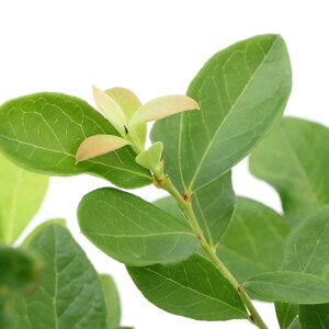 iϗtAjʎc@u[x[@TVCu[@TUnCubVn@5i1|bgj@ƒ؉@ʕ@t[c