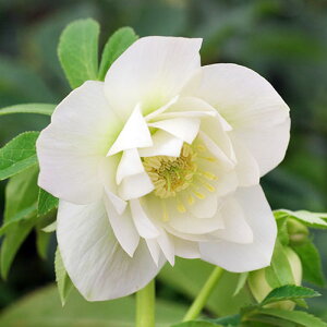 (観葉植物)クリスマスローズ エレガンス アイス 3号(1ポット)