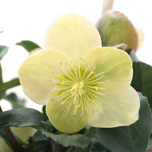 �i�ϗt�A���j�N���X�}�X���[�Y�@�}�[�����@5���i1���j