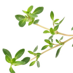 (観葉植物)ハーブ苗 タイム レイター 3号(1ポット) 家庭菜園 グランドカバー