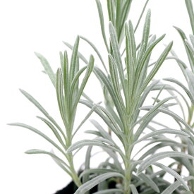 （観葉植物）ハーブ苗　ラベンダー　ラバンジン　スコティッシュコテージ　3号（1ポット）　家庭菜園