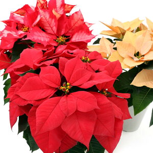 iϗtAj|CZ`A@ԐF܂@4i1j