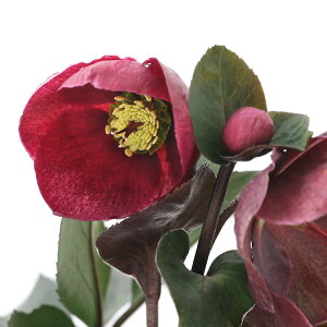 �i�ϗt�A���j�N���X�}�X���[�Y�@�X���K�N�@�������[�@5���i1���j