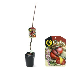 （観葉植物）果樹苗　栗　ぽろたん　5号（1ポット）　PVP　家庭菜園