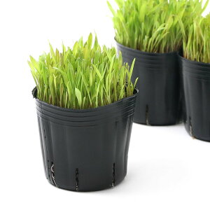 iϗtAjőIׂ@X[_OXiZ߁j@3i1|bgj@_