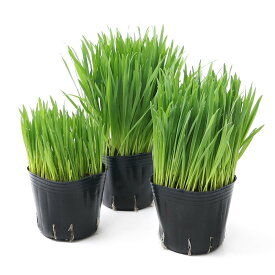 （観葉植物）長さで選べる　ペットグラス　燕麦（長め・普通・短め）　3号（各1ポット）　無農薬