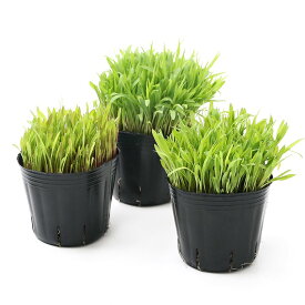 （観葉植物）長さで選べる　スーダングラス（長め・普通・短め）　3号（各1ポット）　無農薬　無農薬　猫　ねこ　うさぎ　モルモット　おやつ　生牧草