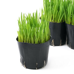 iϗtAjőIׂ@ybgOX@iZ߁j@3i3|bgj@_