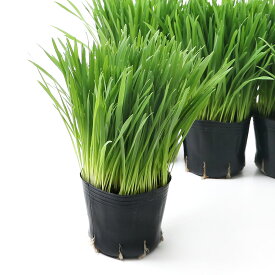 （観葉植物）長さで選べる　ペットグラス　燕麦（長め）　3号（3ポット）　無農薬