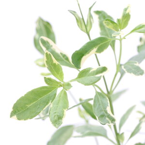 iϗtAjn[uc@Z[W@`F[Z[W@背bh@3i1|bgj@ƒ؉