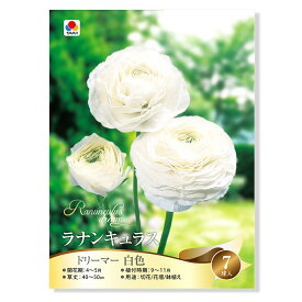 （観葉植物）球根　ラナンキュラス　ドリーマー　白色　7球詰（1袋）