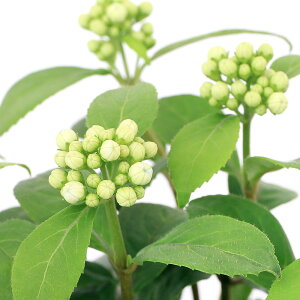 iR쑐j~́@WEUAWTCiRAWTCj@ɂ̓@3D5`4i1|bgjixԁj