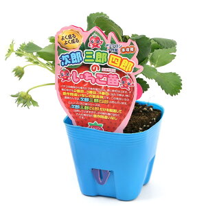 (観葉植物)野菜苗 イチゴ苗 次郎三郎四郎のいちご苗 女峰 3.5号(3ポット) 果物 フルーツ