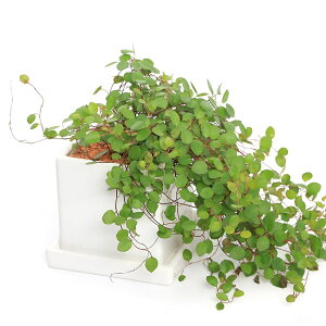 iϗtAjC[vc@픫A@}bgzCgi1j@Mt@Z~X@A@@@v[g