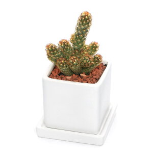 iϗtAjT{e@i@픫A@_CXSi1j@Mt@Z~X@A@@v[g