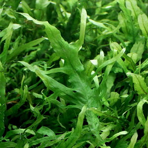 ij~N\EspDtH[N[titji1j