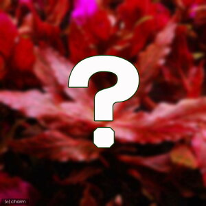 ij܂Aeieitj2×5{Zbgi_jiv10{j