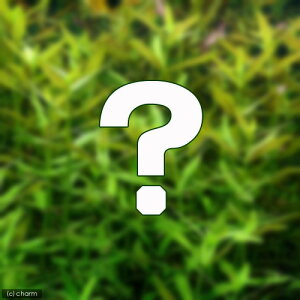 (水草)おまかせリムノフィラ(水上葉)2種×5本セット(無農薬)(計10本)