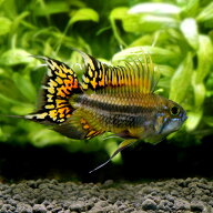 （熱帯魚）アピストグラマ・カカトイデス　ダブルレッド（ヨーロッパブリード）（1ペア）　北海道・九州…