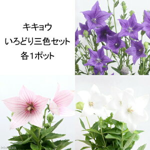 iR쑐jLLE@ǂOFZbgi1Zbgj