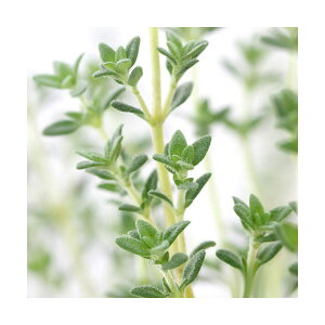 iϗtAjn[uc@^C@x_[@3i1|bgj@ƒ؉@