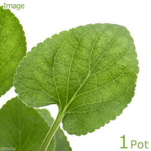 iϗtAjn[uc@XC[goCIbgijICX~j@F@3i1|bgj@ƒ؉