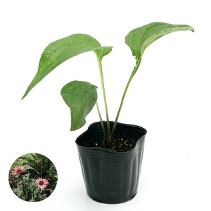 iϗtAjn[uc@GLiZA@p[vA@3i1|bgj@ƒ؉