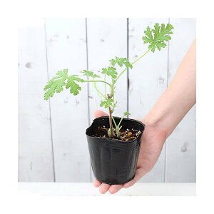 iϗtAjn[uc@[jE@[Y@3i1|bgj@ƒ؉@@Ntg@A}