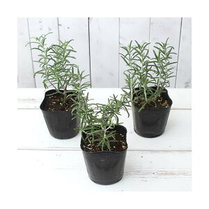 iϗtAjn[uc@[Y}[@zCg@@3i1|bgj@ƒ؉