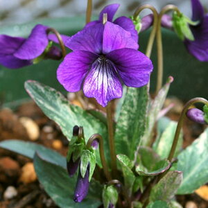 iR쑐jX~i俁jjVLX~i俁j2D5`3i1|bgjixԁj