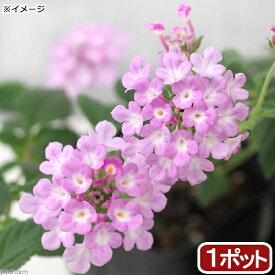 （観葉植物）ランタナ　コバノランタナ　ライラック　3号（1ポット）　家庭菜園