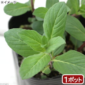 （観葉植物）ハーブ苗　ミント　ニホンハッカ　ほくしん　3号（1ポット）　家庭菜園