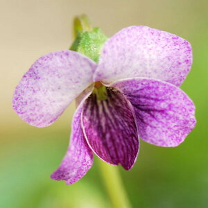 iR쑐jX~i俁jTLR}mci̒܁j@2D5`3i1|bgjixԁj