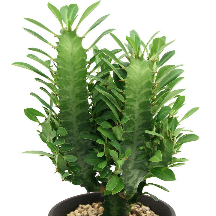 楽天市場】（多肉植物）ユーフォルビア 彩雲閣（サイウンカク） 3．5 