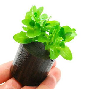 ijEH[^[oRpitjO|bgti_ji1j