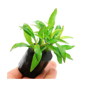 ijj[[W[tnCOitjO|bgti_ji1j