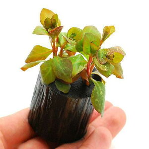 ijhEBWA@IoXi~YLmV^jitjO|bgti_ji1j