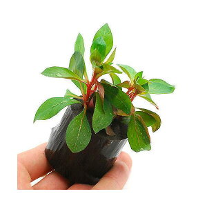 ijhEBWA@yX@ritjO|bgti_ji1j