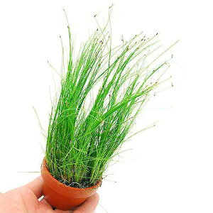 (水草)素焼き鉢 エレオカリス ビビパラ(水上葉)(無農薬)(1鉢)