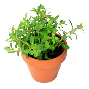 ijfĂ@j[h[t@hEBWAitji_ji1j