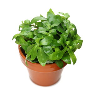 (水草)素焼き鉢 ハイグロフィラ ポリスペルマ(水上葉)(無農薬)(1鉢)