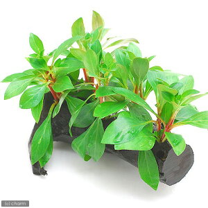 ijhEBWA@i^X@ؕt@STCYitji_ji1{ji15cmj