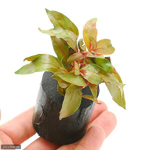 ijAeie@CL[@LiitjO|bgti_ji1j