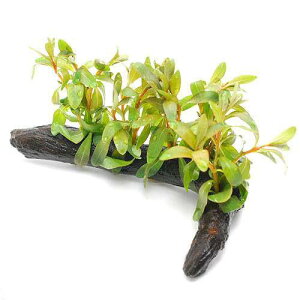 ijhEBWA@CNi[^@ؕt@STCYitji_ji1{ji15cmj