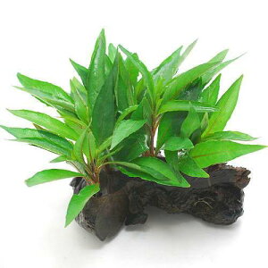 ijnCOtB@OuiC{CXjؕt@STCYitji_ji1{ji15cmj